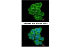 ICC/IF Image Immunofluorescence analysis of paraformaldehyde-fixed A431, using RGS17, antibody at 1:200 dilution. (RGS17 Antikörper  (C-Term))