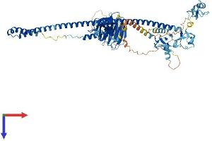 Midline 2 Protein (MID2) (AA 1-705) (His tag)