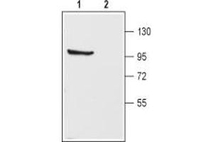 Western blot analysis of rat brain membranes:1.