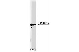 Western Blotting (WB) image for anti-Adaptor-Related Protein Complex 1, gamma 1 Subunit (AP1G1) (AA 642-821) antibody (ABIN967934)