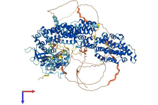 SOS1 Protein (AA 1-1333) (His tag)