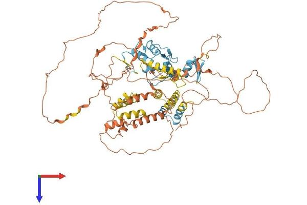 HIC1 Protein (AA 1-733) (His tag)