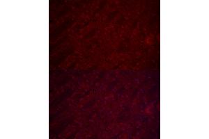 Immunofluorescence (IF) image for anti-Solute Carrier Family 17 (Vesicular Glutamate Transporter), Member 7 (SLC17A7) (AA 461-560) antibody (ABIN6147863)