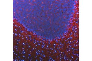 IF analysis of SLC6A1 using anti-SLC6A1 antibody (ABIN5518957). (SLC6A1 Antikörper  (N-Term))