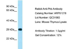 Western Blotting (WB) image for anti-Prohibitin (PHB) (C-Term) antibody (ABIN2788746)