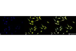 Immunocytochemistry/Immunofluorescence analysis using Rabbit Anti-Calreticulin Polyclonal Antibody . (Calreticulin Antikörper  (Atto 390))