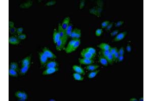 Immunofluorescence (IF) image for anti-Integrin alpha-L (ITGAL) (AA 201-500) antibody (ABIN7156460)