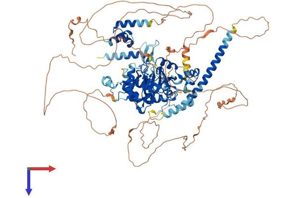 OTUD7A Protein (AA 1-926) (His tag)