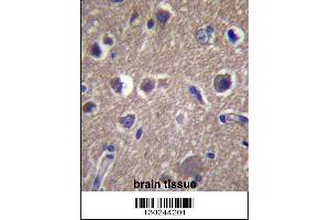ANKS1B Antibody immunohistochemistry analysis in formalin fixed and paraffin embedded human brain tissue followed by peroxidase conjugation of the secondary antibody and DAB staining. (ANKS1B Antikörper  (AA 570-599))