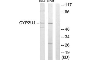 Western blot analysis of extracts from HeLa cells and Lovo cells, using CYP2U1 antibody. (CYP2U1 Antikörper  (Internal Region))
