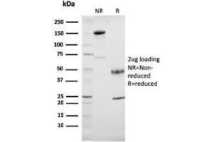 SDS-PAGE Analysis Purified Cytochrome C Mouse Monoclonal Antibody (7H8. (Cytochrome C Antikörper  (AA 1-80))