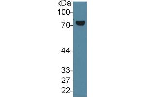 Western blot analysis of Mouse Placenta lysate, using Human TGM2 Antibody (1 µg/ml) and HRP-conjugated Goat Anti-Rabbit antibody ( (Transglutaminase 2 Antikörper  (AA 1-687))