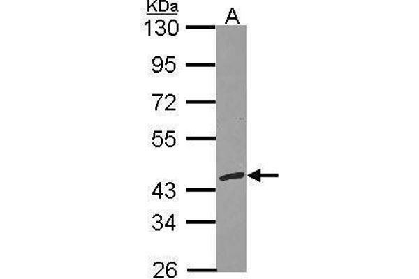 RFC3 Antikörper