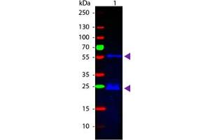 Image no. 1 for Donkey anti-Guinea Pig IgG (Whole Molecule) antibody (FITC) (ABIN1102291) (Esel anti-Meerschweinchen IgG (Whole Molecule) Antikörper (FITC))