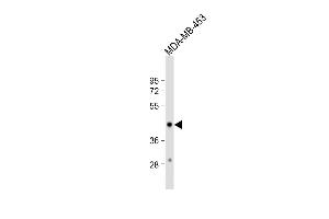 Anti-HSD17B2 Antibody (Center) at 1:1000 dilution + MDA-MB-453 whole cell lysate Lysates/proteins at 20 μg per lane. (HSD17B2 Antikörper  (AA 265-294))