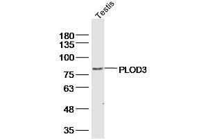 Mouse estis lysates probed with PLOD3 Polyclonal Antibody, Unconjugated  at 1:300 dilution and 4˚C overnight incubation. (PLOD3 Antikörper  (AA 551-650))