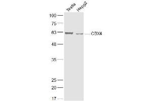 Lane 1: Mouse testis lysates Lane 2: Human HepG2 lysates probed with CBX4 Polyclonal Antibody, Unconjugated  at 1:300 dilution and 4˚C overnight incubation.