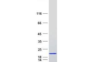 Validation with Western Blot (C15orf40 Protein (Myc-DYKDDDDK Tag))
