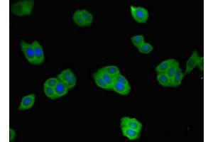 Immunofluorescent analysis of HepG2 cells using ABIN7167671 at dilution of 1:100 and Alexa Fluor 488-congugated AffiniPure Goat Anti-Rabbit IgG(H+L) (Renin Antikörper  (AA 229-398))