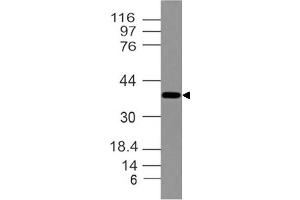 Image no. 1 for anti-Distal-Less Homeobox 3 (DLX3) (AA 93-282) antibody (ABIN5027158) (DLX3 Antikörper  (AA 93-282))