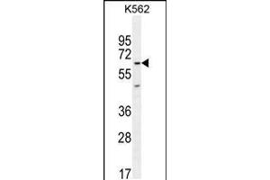 Western blot analysis in K562 cell line lysates (35ug/lane). (KBTBD5 Antikörper  (AA 349-377))