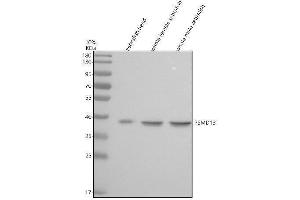 Western blot analysis of PSMD13 using anti-PSMD13 antibody (AZQ7ZU69).