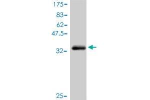 Western Blot detection against Immunogen (37. (Crk Antikörper  (AA 127-226))