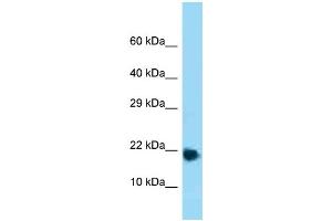 WB Suggested Anti-Rpl32 Antibody Titration: 1.