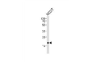 Western blot analysis of lysate from NCCIT cell line, using Mouse Hmga2 Antibody (N-term) (ABIN6243228 and ABIN6577800). (HMGA2 Antikörper  (N-Term))