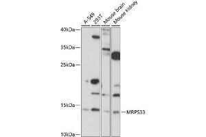 Western blot analysis of extracts of various cell lines, using MRPS33 antibody (ABIN7268586) at 1:1000 dilution. (MRPS33 Antikörper  (AA 1-106))
