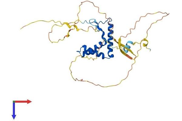 SOX12 Protein (AA 1-315) (His tag)