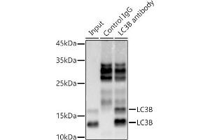 Immunoprecipitation analysis of 300 μg extracts of 293T cells using 3 μg LC3B antibody (ABIN7268519).
