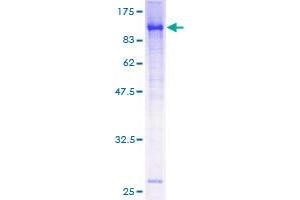 ARNTL Protein (AA 1-625) (GST tag)