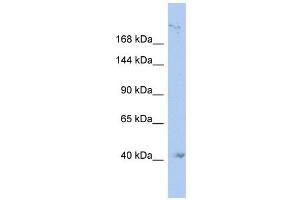 KIF1A antibody used at 1 ug/ml to detect target protein. (KIF1A Antikörper  (N-Term))