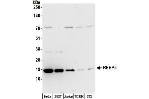 anti-Receptor Accessory Protein 5 (REEP5) (AA 139-189) antibody