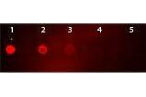 Dot Blot of Rhodamine Conjugated Goat-a-Mouse IgG. (Ziege anti-Maus IgG (Heavy & Light Chain) Antikörper (TRITC) - Preadsorbed)