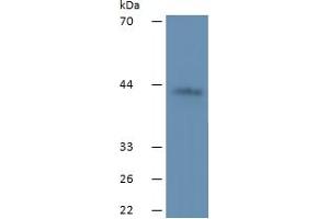 Mouse Capture antibody from the kit in WB with Positive Control: Human Serum;. (SHBG ELISA Kit)