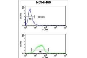 G Antibody (Center) (ABIN652791 and ABIN2842519) flow cytometry analysis of NCI- cells (bottom histogram) compared to a negative control cell (top histogram). (MAG Antikörper  (AA 439-466))
