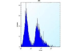 Flow cytometric analysis of 293 cells using AP51969PU-N (right histogram) compared to a negative control cell (left histogram). (GSTT1 Antikörper  (N-Term))