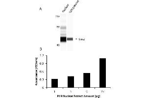 Transcription factor activity assay of SOX2 from nuclear extracts of P19 cells.