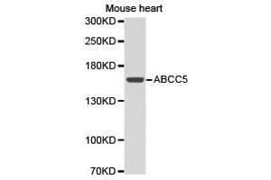 Western Blotting (WB) image for anti-ATP-Binding Cassette, Sub-Family C (CFTR/MRP), Member 5 (ABCC5) antibody (ABIN1870723) (ABCC5 Antikörper)