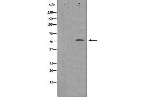 Western blot analysis of extracts from HeLa cells using BMP3 antibody. (BMP3 Antikörper  (Internal Region))
