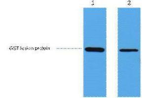 Western Blotting (WB) image for anti-Glutathione S Transferase (GST) antibody (ABIN3181248) (GST Antikörper)