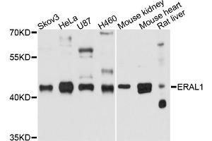 Western blot analysis of extracts of various cell lines, using ERAL1 antibody. (ERAL1 Antikörper)