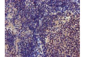 Image no. 6 for anti-Coiled-Coil-Helix-Coiled-Coil-Helix Domain Containing 5 (CHCHD5) (AA 1-110) antibody (ABIN1490561) (CHCHD5 Antikörper  (AA 1-110))