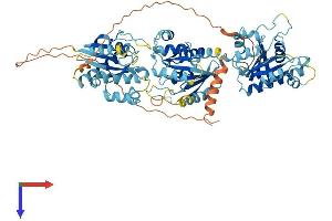 GIMAP8 Protein (AA 1-688) (His tag)