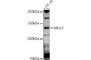 Western blot analysis of extracts of HT-29 cells, using MUC2 antibody (ABIN7268690) at 1:1000 dilution. (MUC2 Antikörper  (AA 4850-4950))