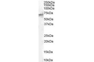 ABIN185613 (1µg/ml) staining of Human Spleen lysate (35µg protein in RIPA buffer). (STAM2 Antikörper  (Internal Region))