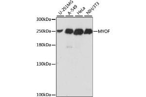 Western blot analysis of extracts of various cell lines, using MYOF antibody. (Myoferlin Antikörper)