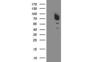 HEK293T cells were transfected with the pCMV6-ENTRY control (Left lane) or pCMV6-ENTRY DPP3 (Right lane) cDNA for 48 hrs and lysed. (DPP3 Antikörper)